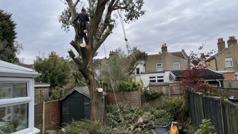 Tree Felling services in Doncaster, South Yorkshire